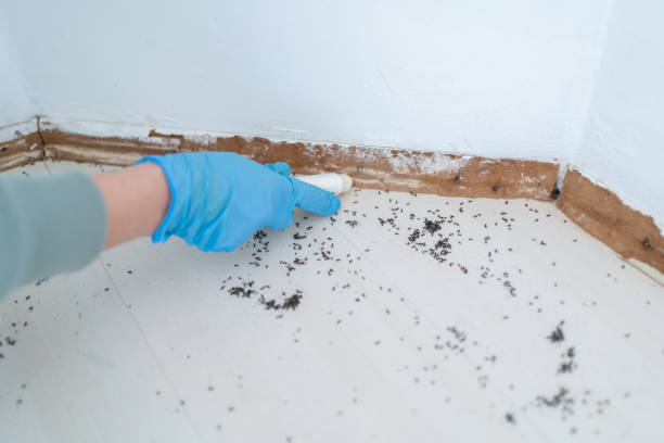 Best Affordable Pest Control Services  in Mount Vista, WA